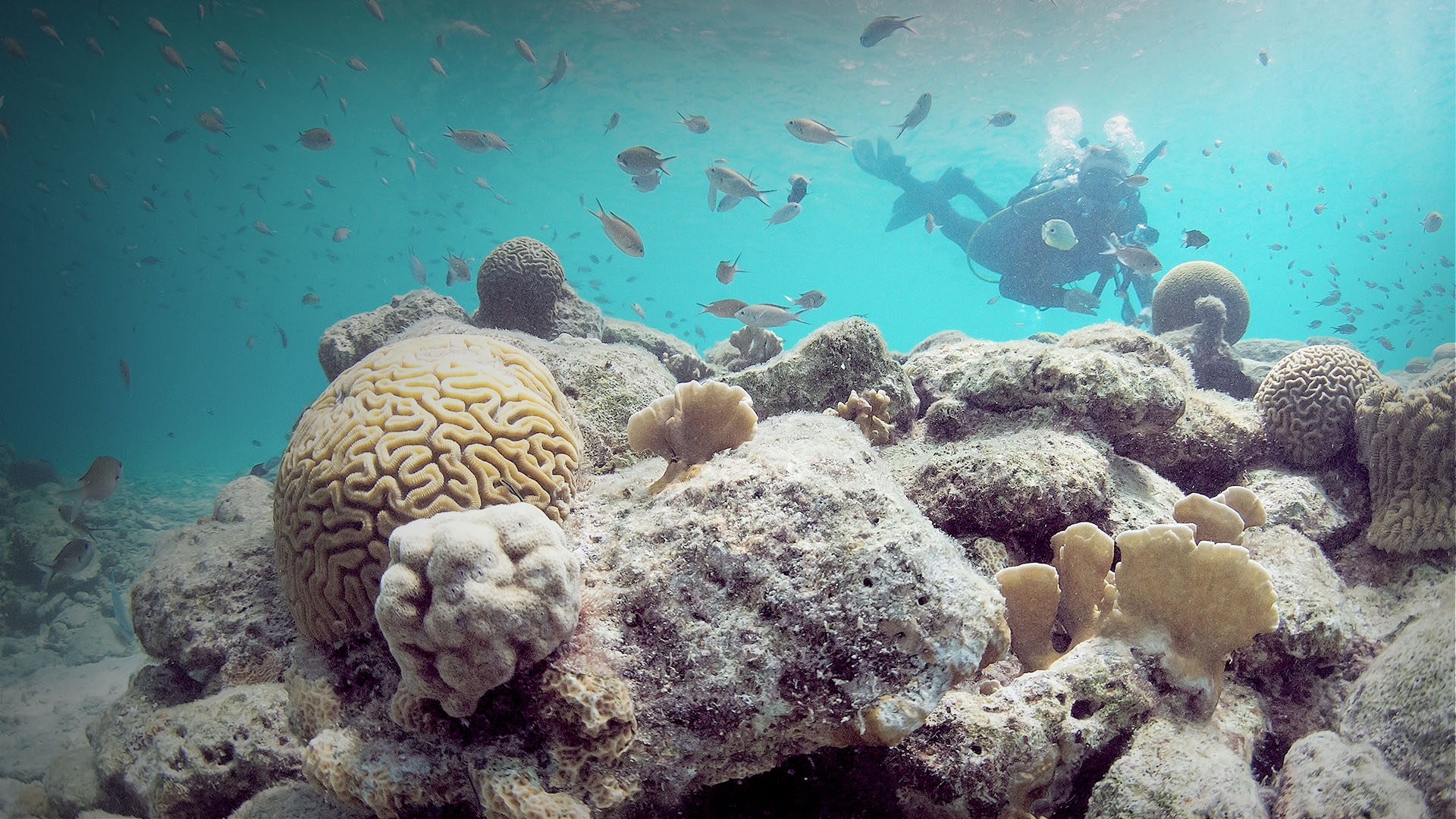 Caribbean Coral Reef Camera underwater at Bonaire Island